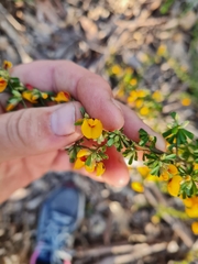 Pultenaea scabra