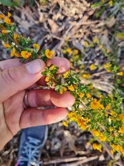 Pultenaea scabra
