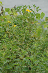 Helianthus tuberosus