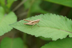 Chorthippus maritimus maritimus
