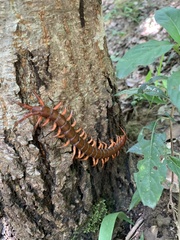 Scolopendra multidens