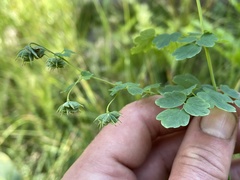 Thalictrum sparsiflorum