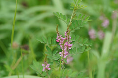 Indigofera pseudotinctoria
