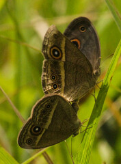 Brakefieldia perspicua