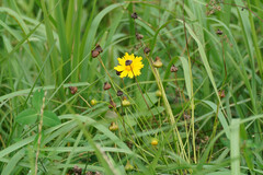 Coreopsis lanceolata