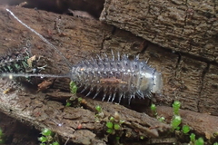 Cypherotylus californicus