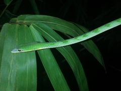 Ahaetulla mycterizans