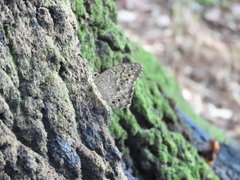 Neope goschkevitschii