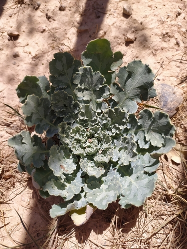 Glaucium fimbrilligerum (Glaucium fimbrilligerum)