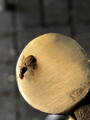 Lasius