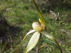 Caladenia fuliginosa