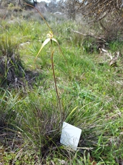 Caladenia fuliginosa