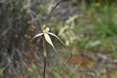 Caladenia fuliginosa