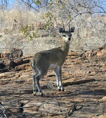 Oreotragus oreotragus stevensoni