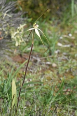 Caladenia fuliginosa
