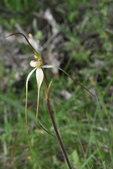 Caladenia fuliginosa