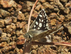 Ernsta dromus