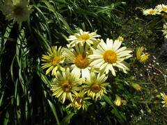 Dolichoglottis lyallii × scorzoneroides
