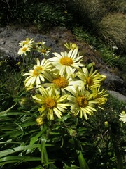 Dolichoglottis lyallii × scorzoneroides