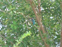 Alcedo atthis