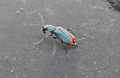 Clanoptilus spinipennis