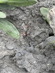 Metaplax elegans