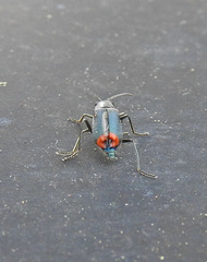 Clanoptilus spinipennis