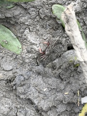 Metaplax elegans