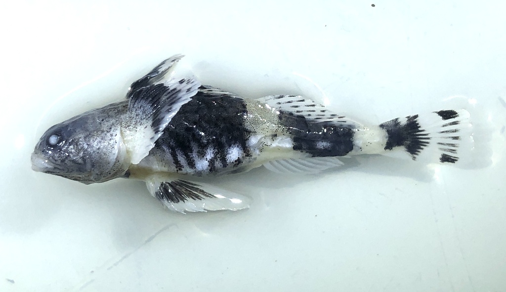 Schismatogobius bruynisi