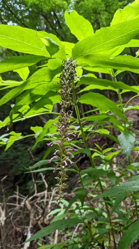 Buddleja japonica, photograph 5