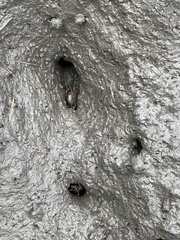Metaplax elegans
