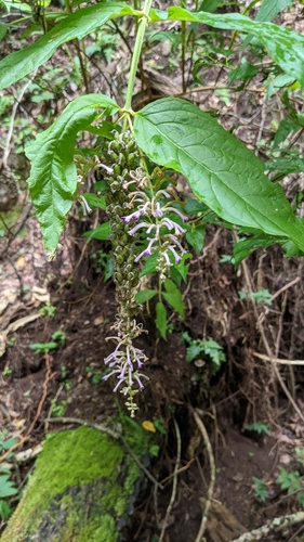 Buddleja japonica, photograph 6