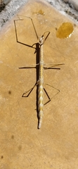 Sceptrophasma bituberculatum