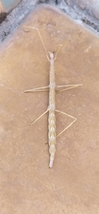 Sceptrophasma bituberculatum