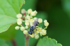 Hymenoptera