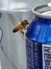 Apis mellifera