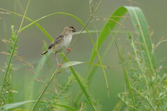 Cisticola juncidis