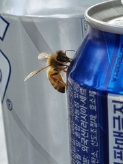 Apis mellifera