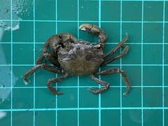 Hemigrapsus penicillatus