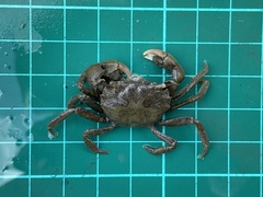 Hemigrapsus penicillatus
