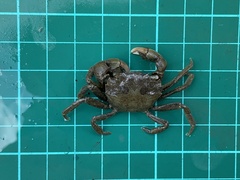Hemigrapsus penicillatus