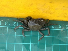Hemigrapsus penicillatus