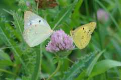 Colias poliographus