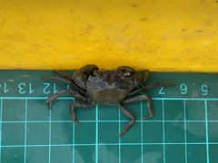 Hemigrapsus penicillatus