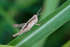 Chorthippus maritimus maritimus