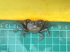 Hemigrapsus penicillatus