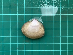 Meretrix petechialis