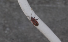 Spilostethus pandurus