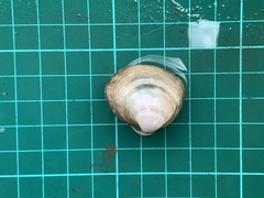 Meretrix petechialis