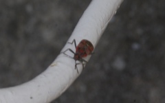 Spilostethus pandurus